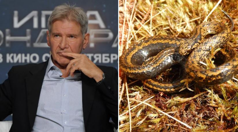serpente harrison ford