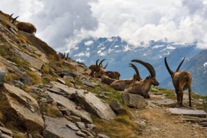stambecchi del Parco Gran Paradiso