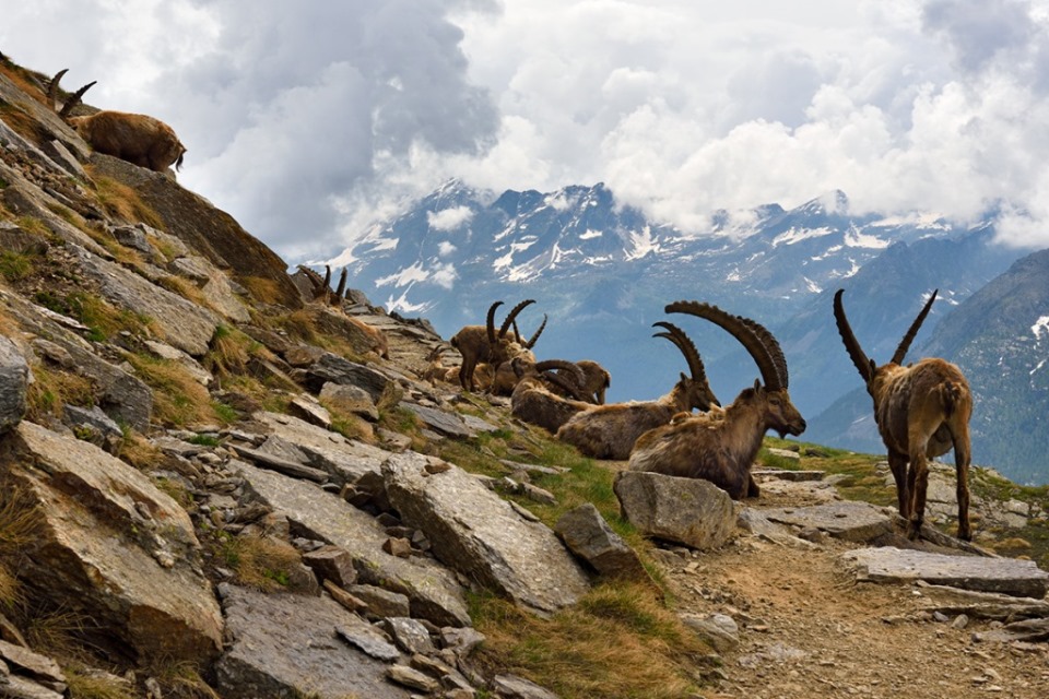 stambecchi del Parco Gran Paradiso