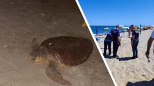 tartaruga caretta caretta cariati