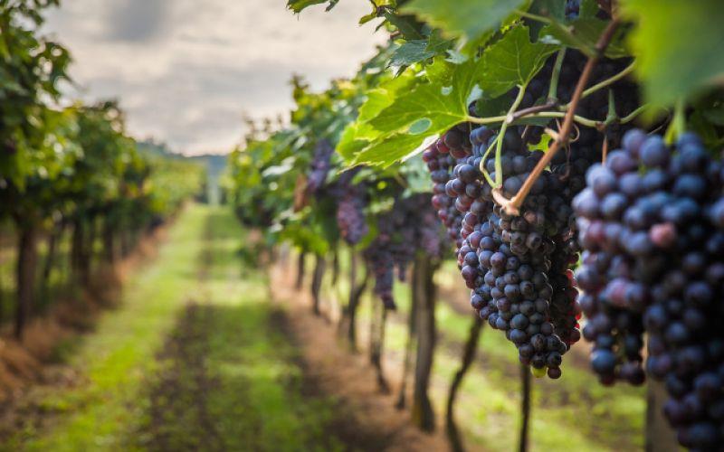 produzione vinicola Piemonte