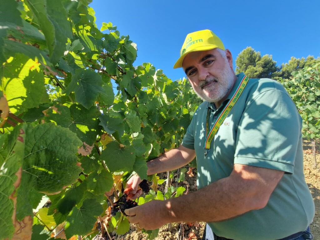vendemmia