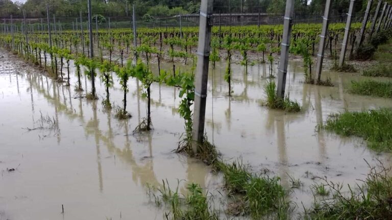 danni all'agricoltura dell'alluvione in Romagna