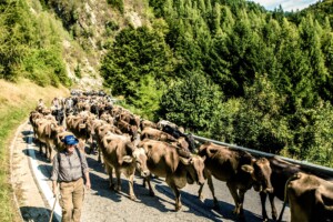 Transumanza verticale di Bressanvido
