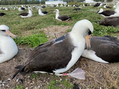 albatro di Laysan