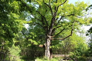 alberi monumentali