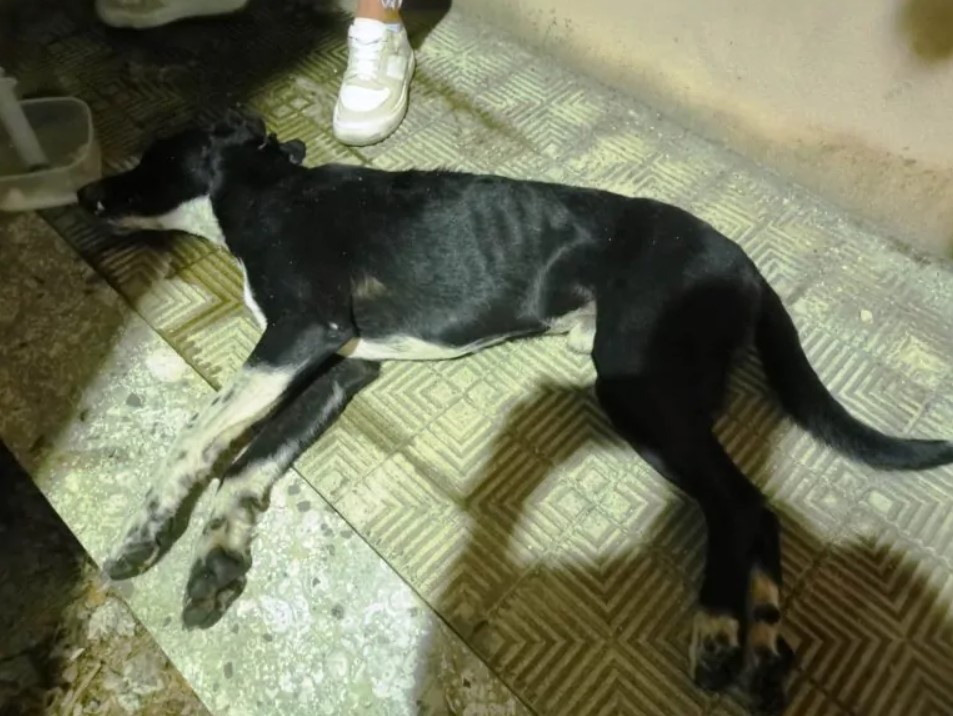 cani avvelenati