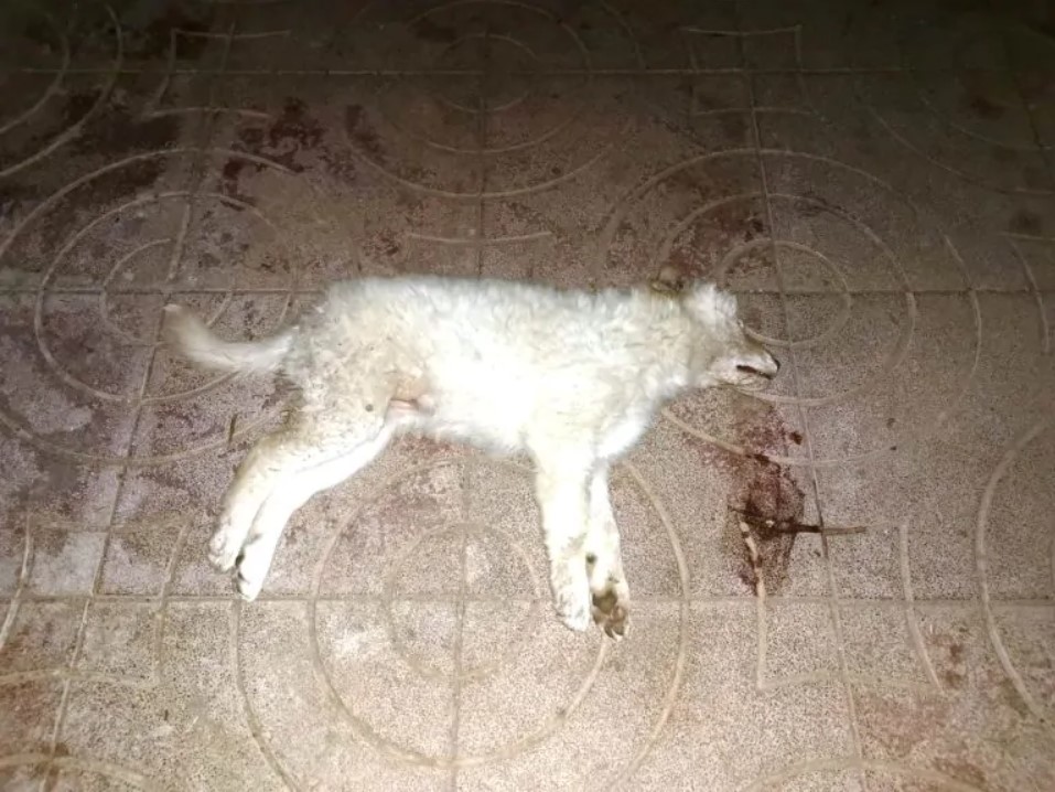cani avvelenati