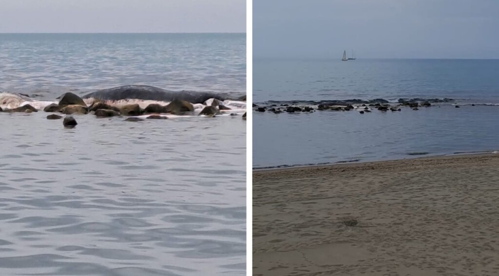 capodoglio morto ostia