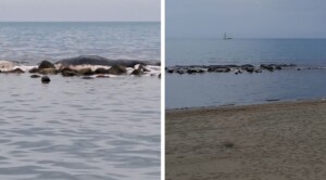 capodoglio morto ostia