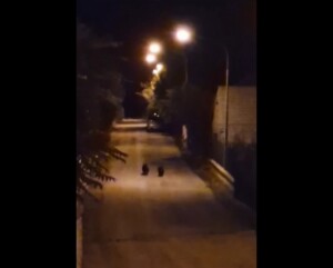 cuccioli orsa amarena