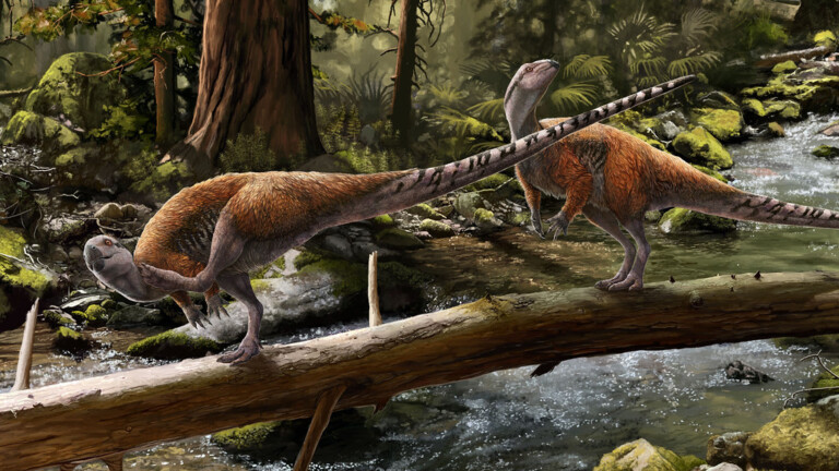 dinosauro Vectidromeus insularis