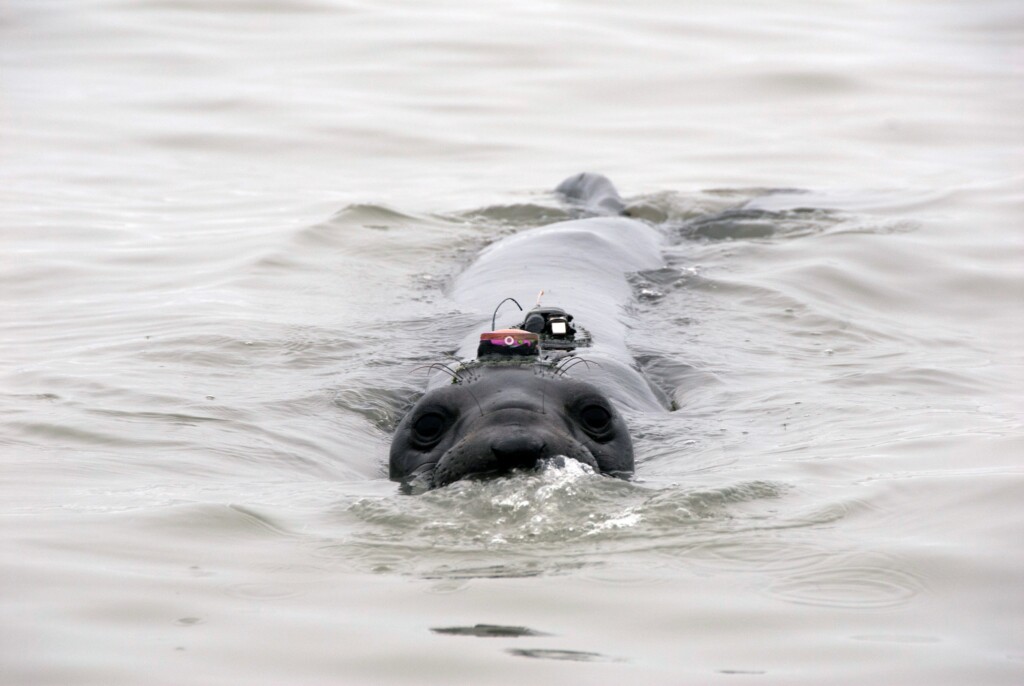 elefante marino