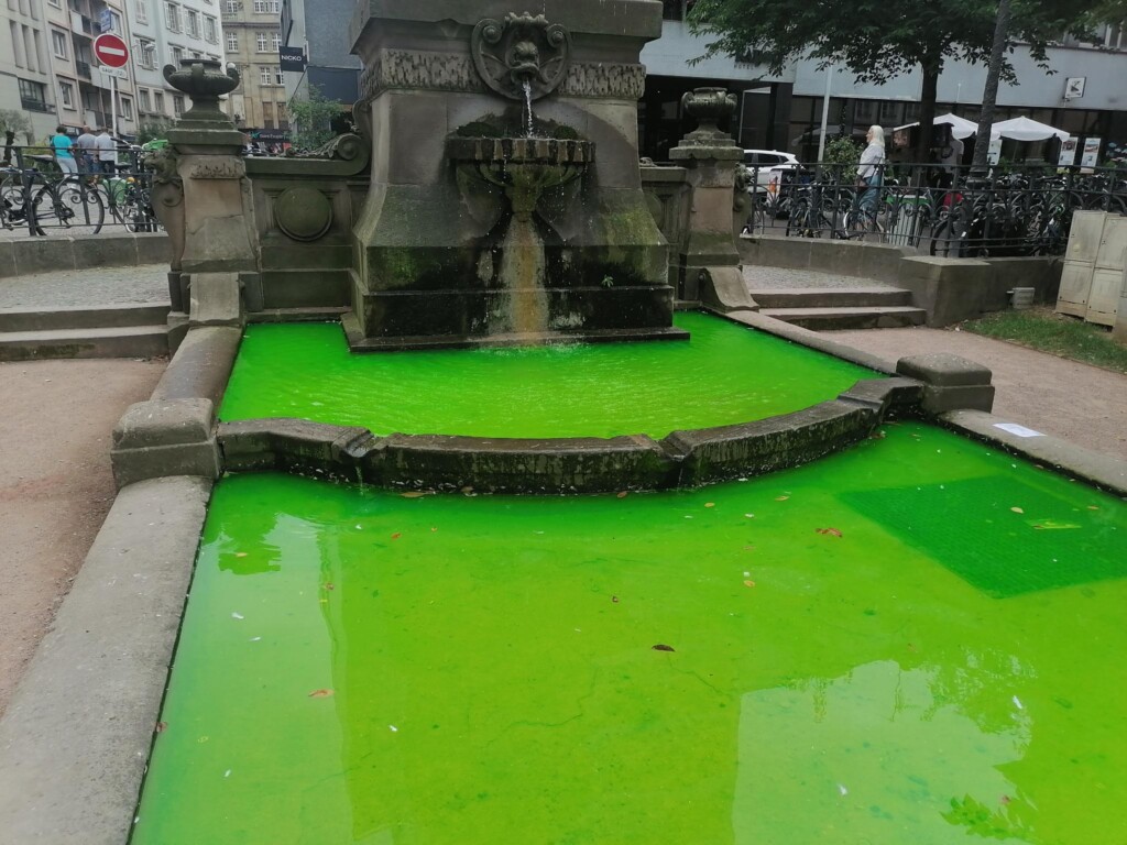 extinction rebellion colmar