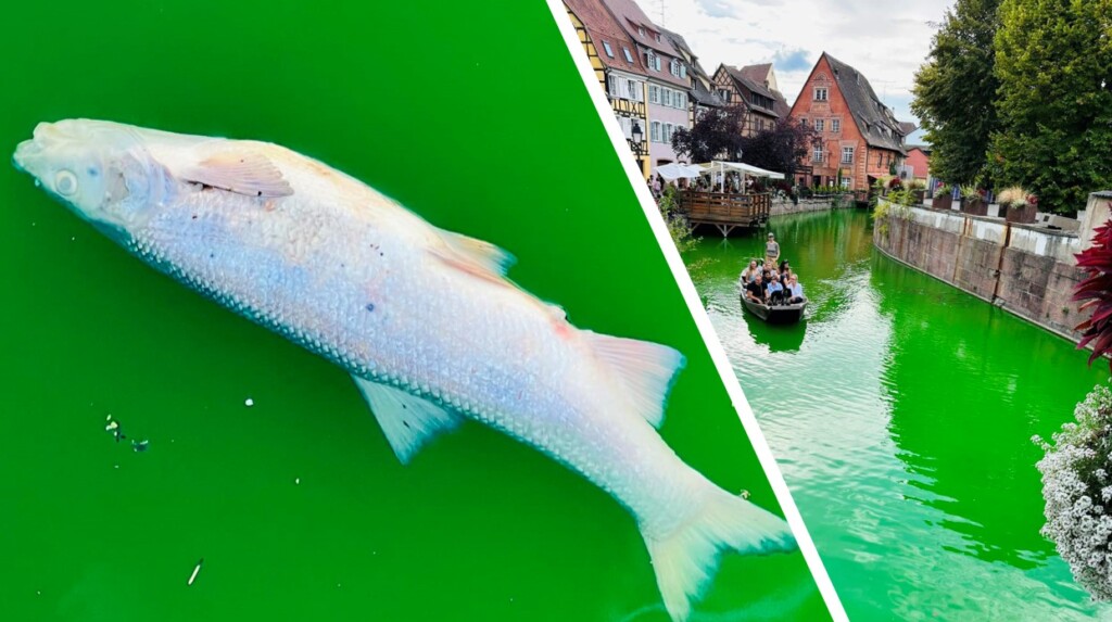 extinction rebellion colmar