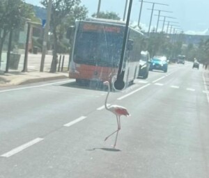 fenicottero cagliari