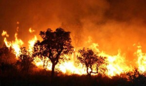 incendi algeria