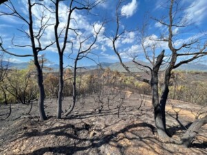 incendi resilienza cnr
