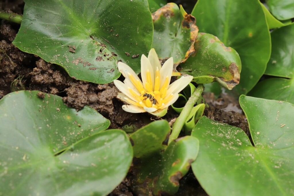 ninfea Nymphaea thermarum