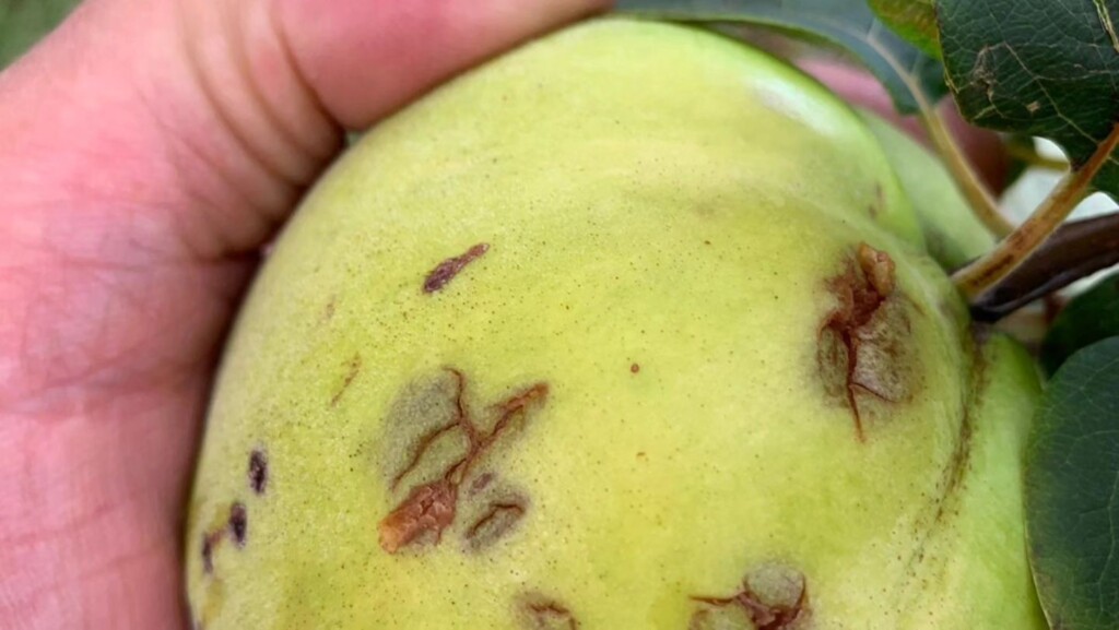 nubifragio san nicandro garganico