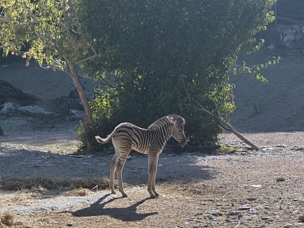 parco zoo falconara cucciolo zebra