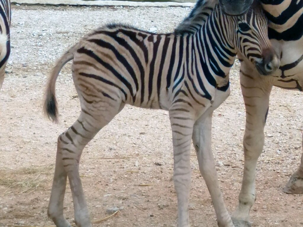 parco zoo falconara cucciolo zebra