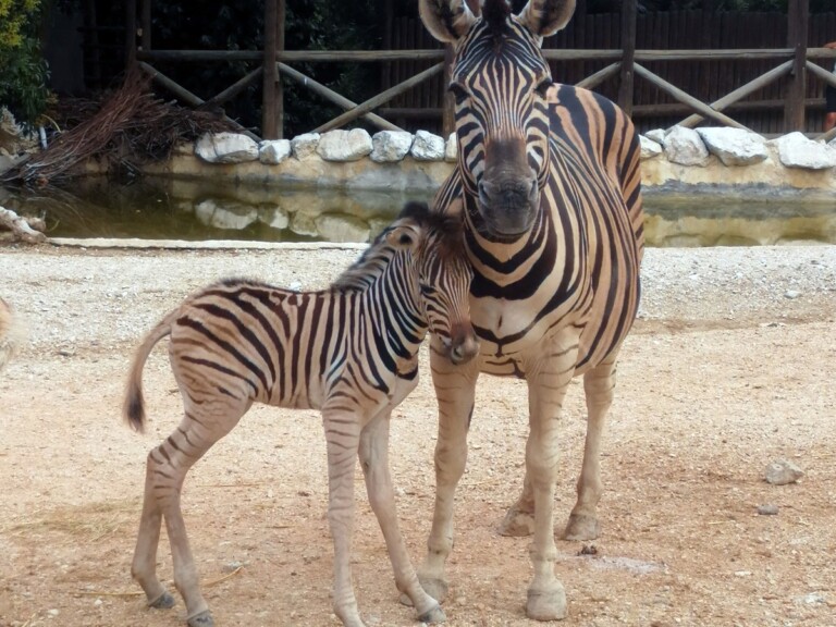 parco zoo falconara cucciolo zebra