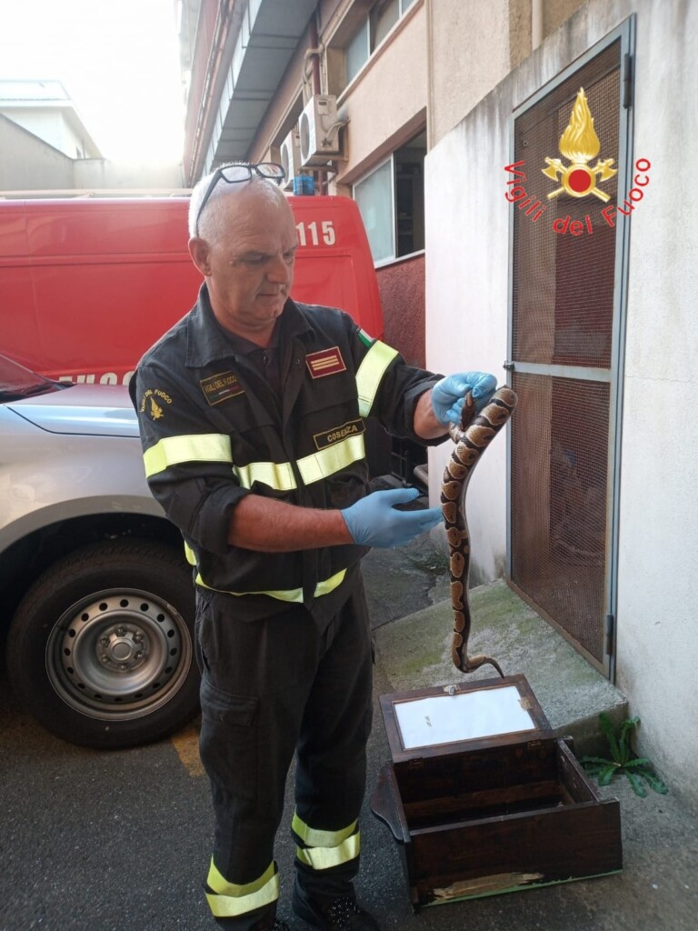 pitone reale amantea