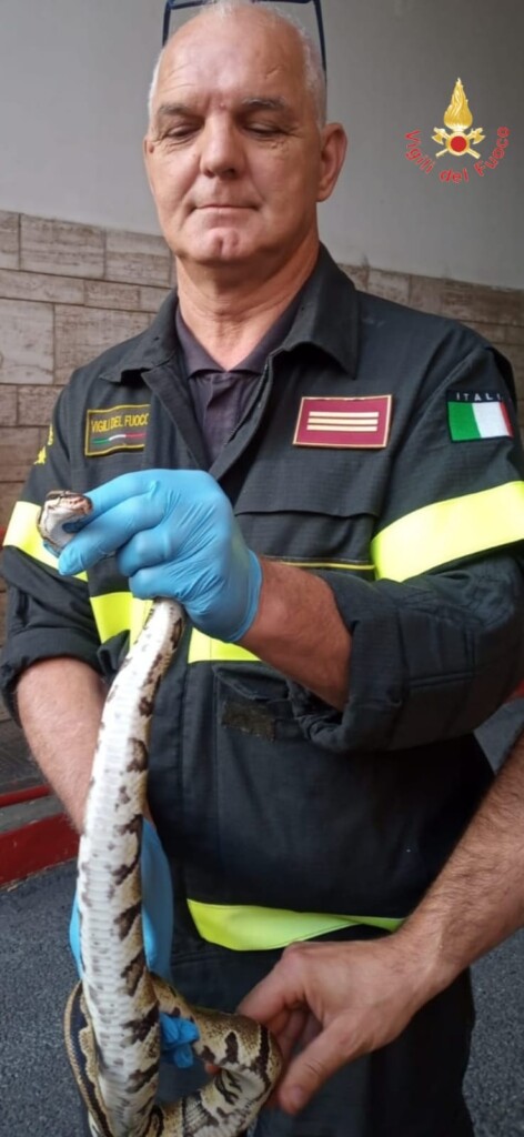 pitone reale amantea