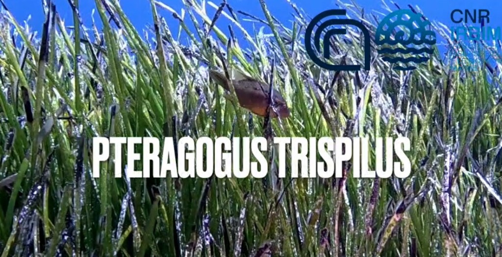 specie tropicale mari italiani