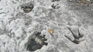 tracce dinosauri texas