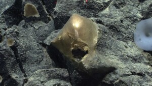 uovo oro noaa