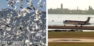aeroporto venezia gabbiani