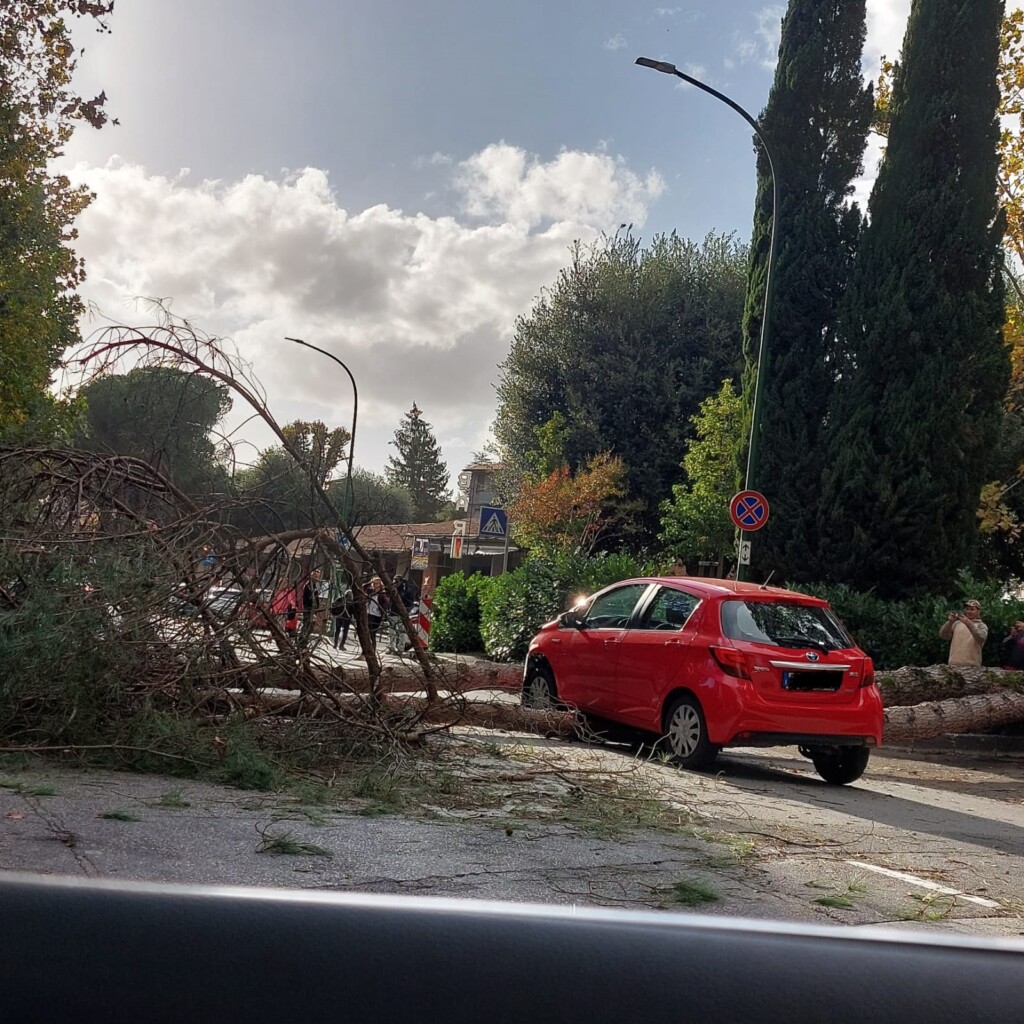 albero caduto siena