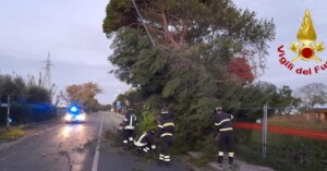 albero guasticce livornese