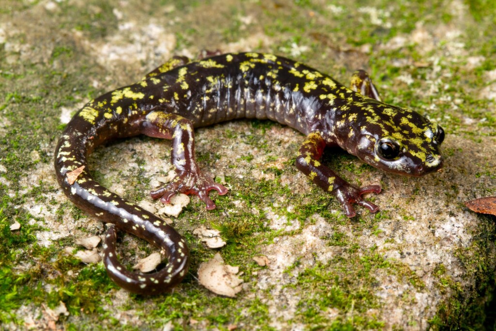 anfibi salamandra