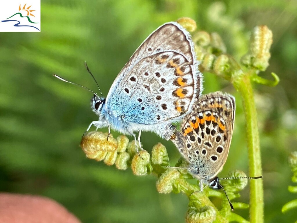 aspromonte impollinatori