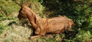 cavalli maltrattati moconesi