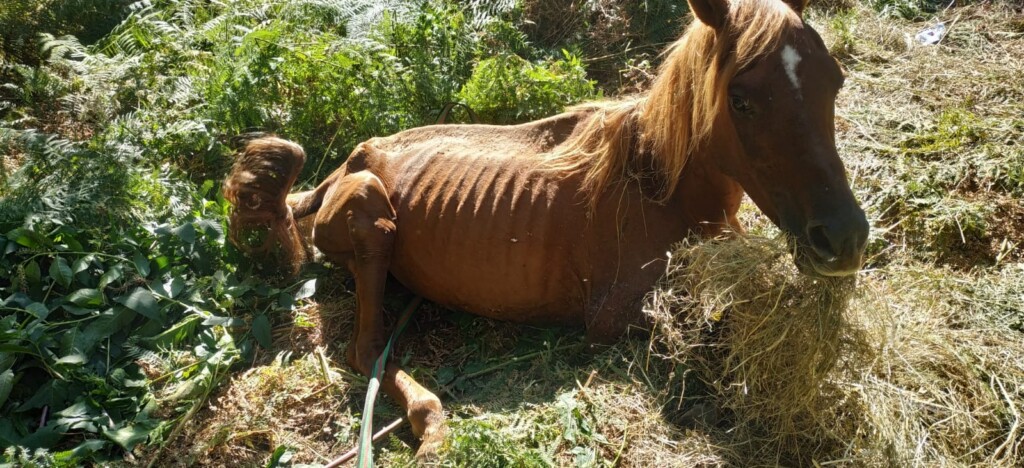 cavalli maltrattati moconesi