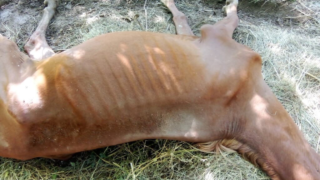 cavalli maltrattati moconesi