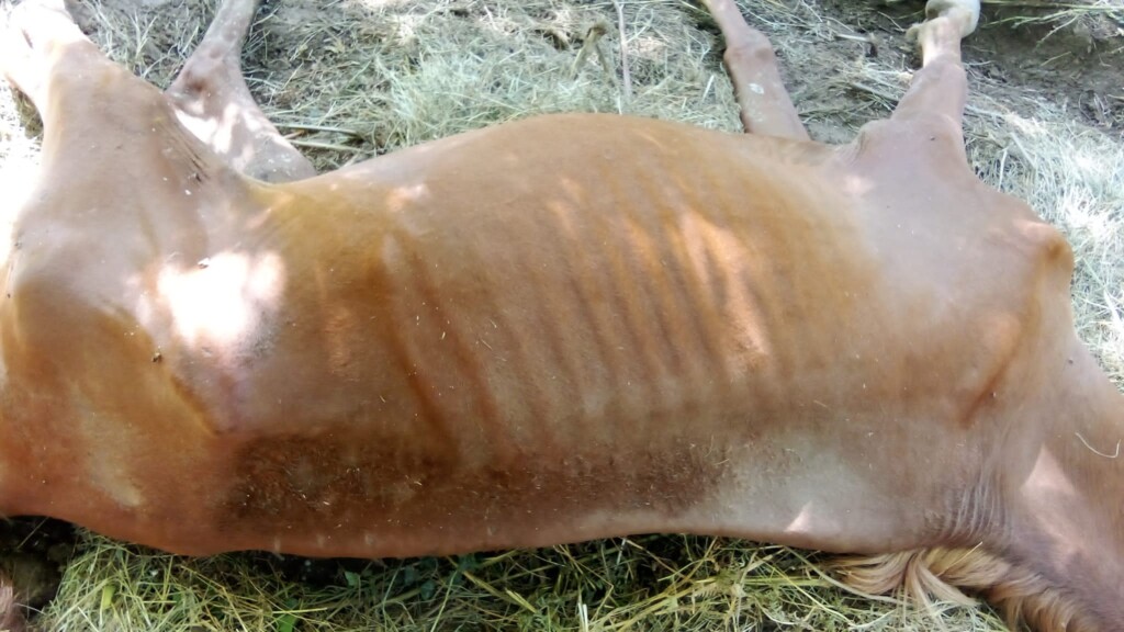 cavalli maltrattati moconesi