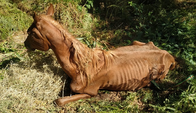 cavalli maltrattati moconesi