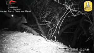 cuccioli orsa amarena