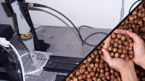 enea metodo selezionare nocciole