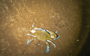 granchio blu sardegna