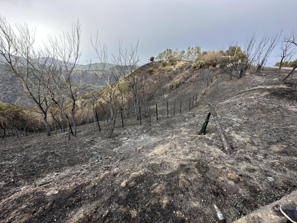 incendi messinese sicilia