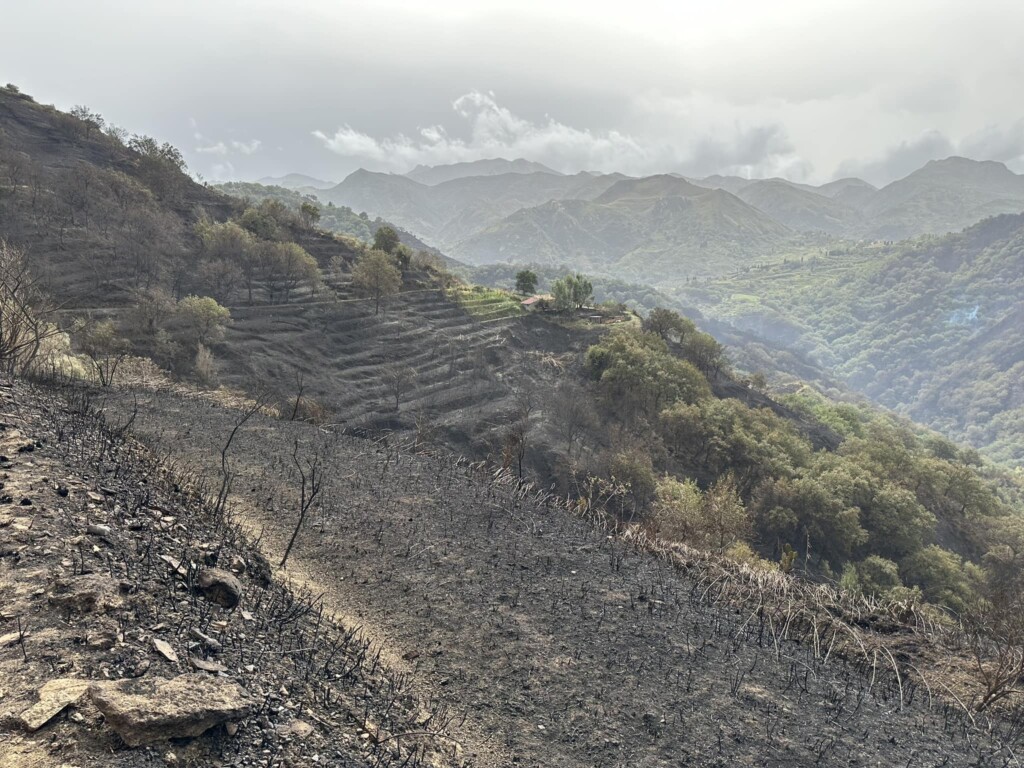 incendi messinese sicilia