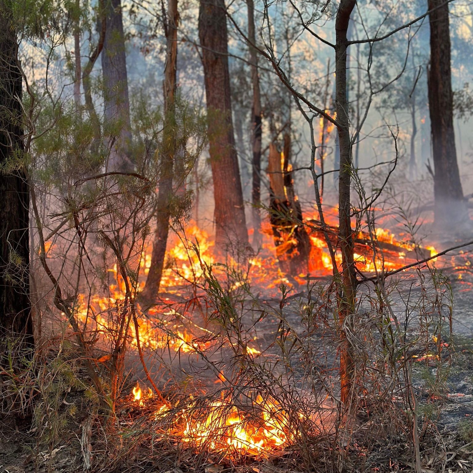 Incendi, è già emergenza in Australia: il Paese si prepara a una stagione “difficile”