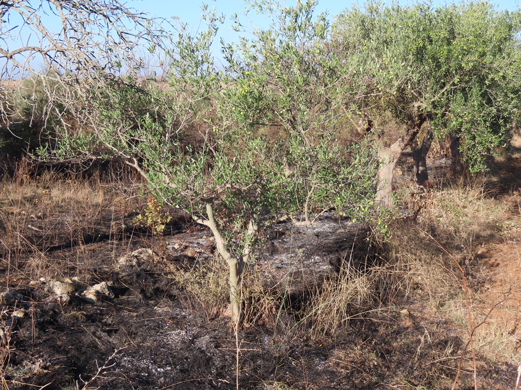 incendio Murgia