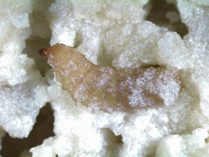 larva di mosca soldato nera su dieta a base plastica